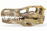 Carved Pietersite and Quartz Crystal Dinosaur Skull #199472-1
